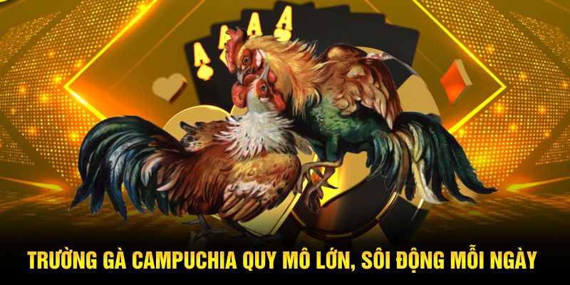 Trường gà Campuchia quy mô lớn, sôi động mỗi ngày